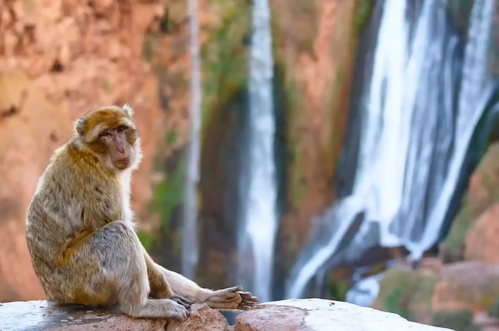 monkey pictured during marrakech to ouzoud waterfalls