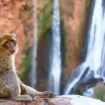 monkey pictured during marrakech to ouzoud waterfalls